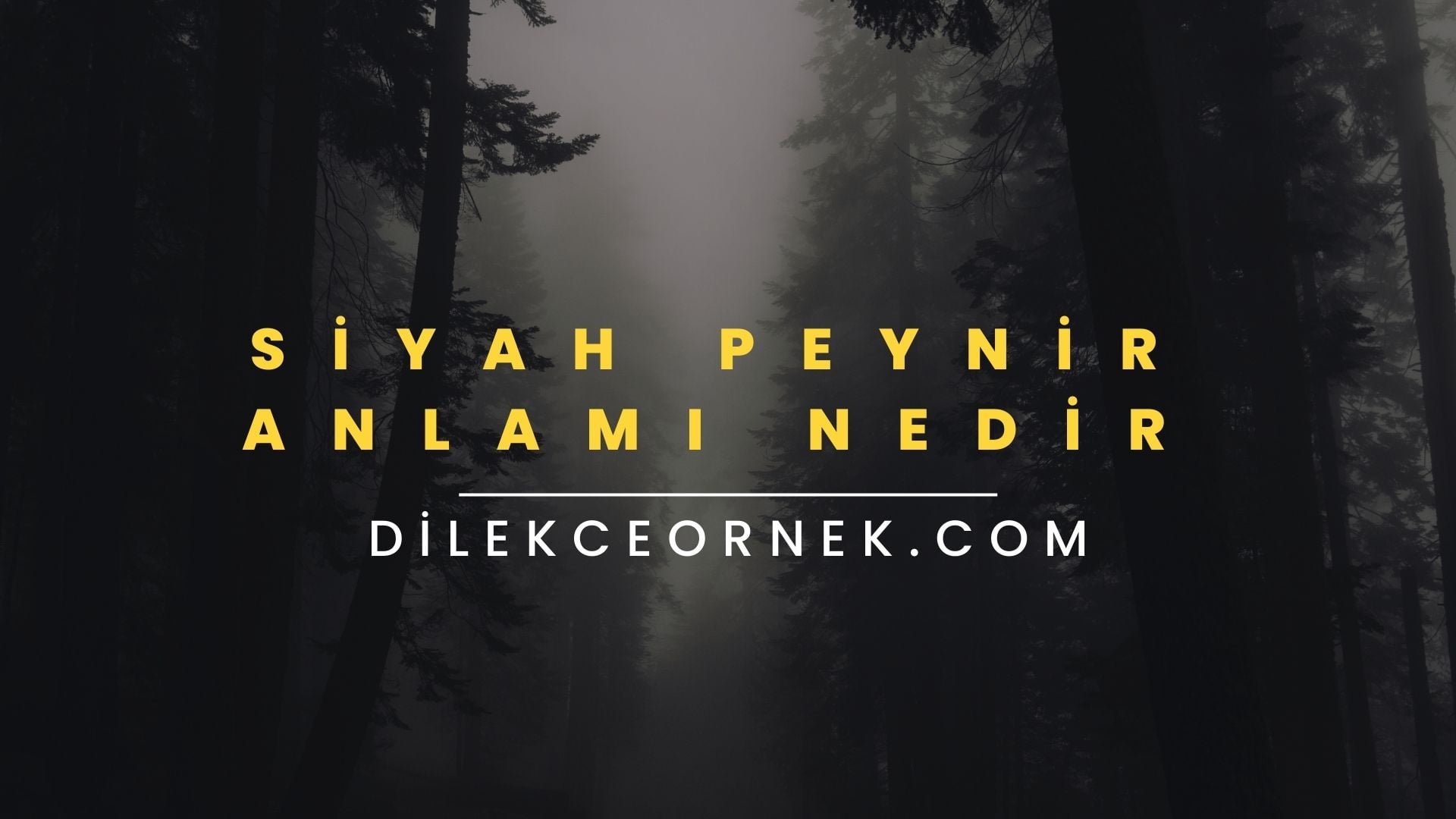 Siyah Peynir Anlamı Nedir? Siyah Peynir Olayı Güncel Bilgi