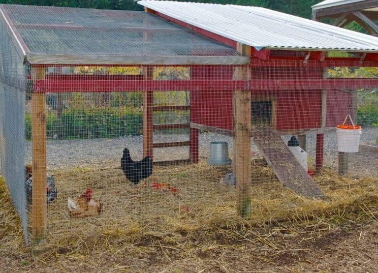 Tavuk Yetiştiriciliğinde Doğal ve Verimli Yöntemler