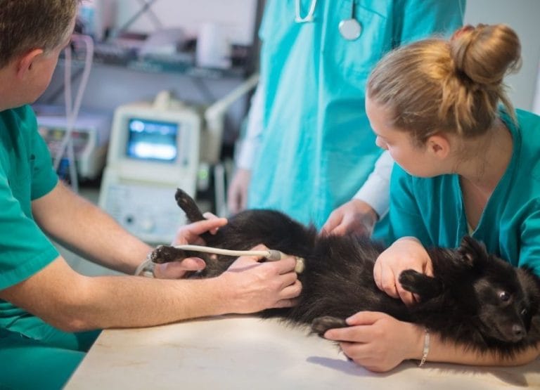 Evcil Dostlarınız İçin Ege’nin Kalbinde Güvenli Adres