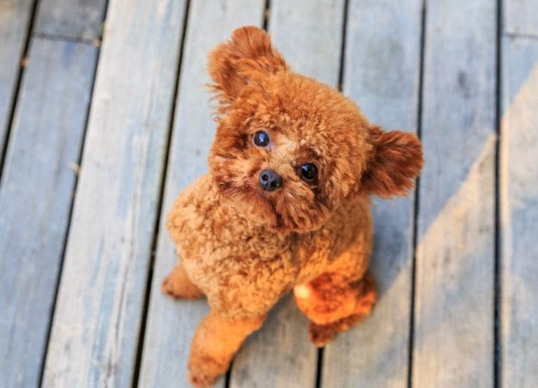 İzmir’de Toy Poodle Sahiplenmenin Güvenilir Adresi